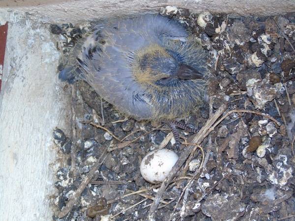Columba livia domestica.651 - La Virgen del Camino (Leon) by Fernando Losada Rodríguez is licensed under CC BY-SA 4.0.
